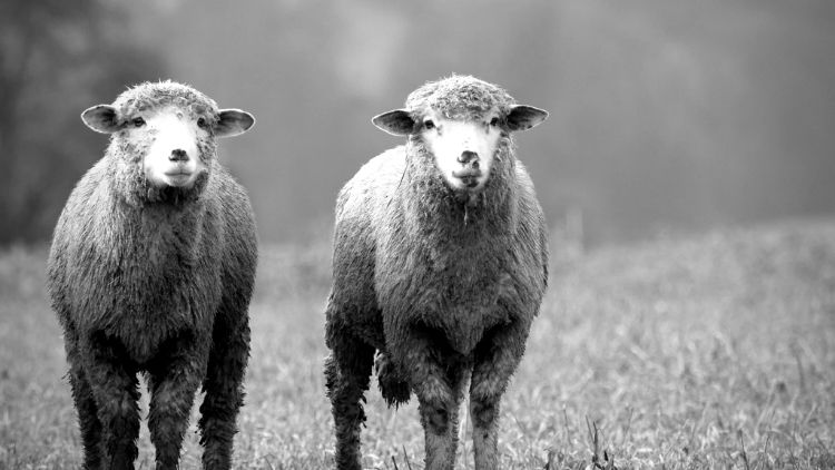双子の羊
